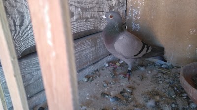 Photos of Samel