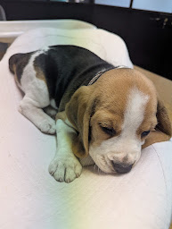 Photo n°11 de Cabinet Vétérinaire Medico-chirurgical Foch- Docteur Estelle SBAA-BOURDIN à Saint-Cloud (Clinique vétérinaire)