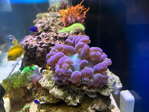 OldSchoolCorals - Thumbnail