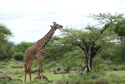 Photos of Maasai Mara National Reserve