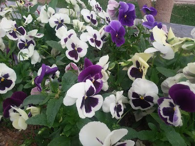 Photos of Yas Park