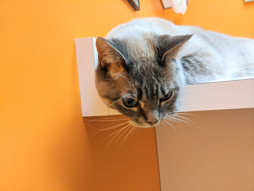 City Cat Clinic & Condos - Thumbnail