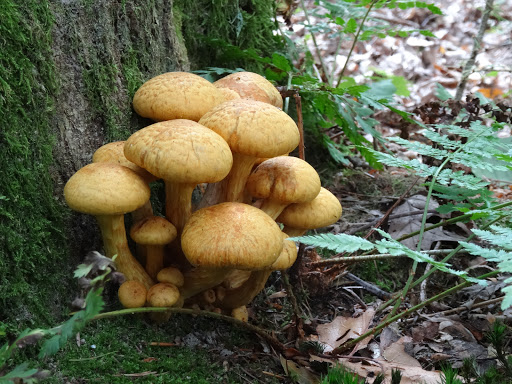 Wallebos - Thumbnail