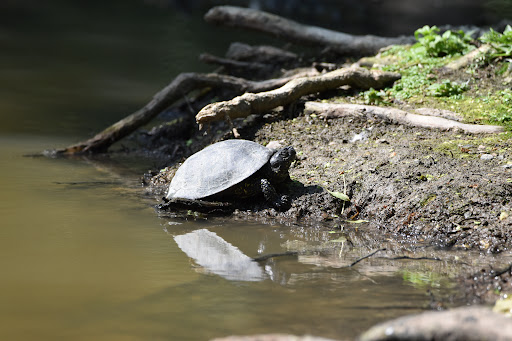 Pole-Nature Marais aux Oiseaux - Thumbnail