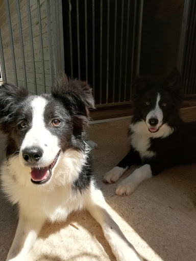 Hotel para perros RESIDENCIA CANINA Y FELINA ALAIOR. BOARDING KENNELS & CATTERY ALAIOR. ESCUELA DE ADIESTRAMIENTO CANINO . DOG TRAINING SCHOOL