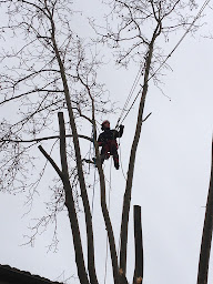 Photo n°1 de d une branche a l autre à Saint-Jean-de-Fos (Service d'élagage)