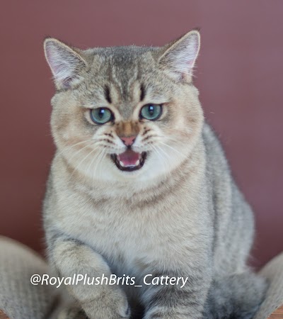 RoyalPlushBrits Cattery