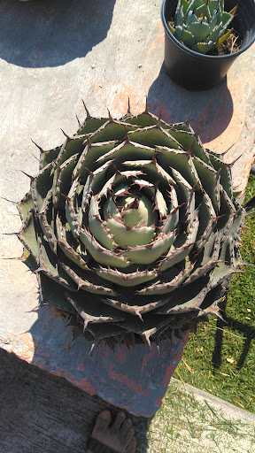Shikoba Home Gallery - Mexico