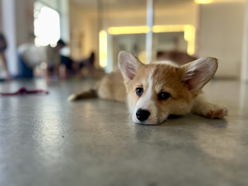 Puppy Time - Puppy yoga Warszawa