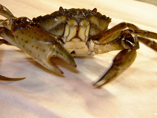 Peixeiol – Pescheria Ruggiu Daniele - Thumbnail
