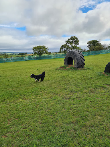 Wag&Run - Thumbnail