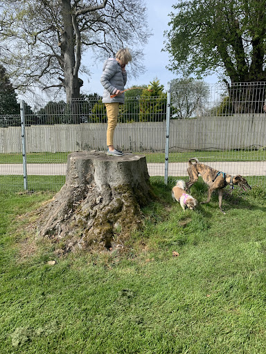 Pockthorpe Dog Park - Thumbnail