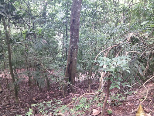 Dunumadalawa Forest Reserve, Author: Jaliya Lukshman Amarathunga