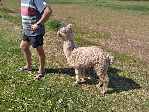 Alpacas Chaparral