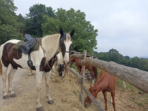 Equusfera. - Visual