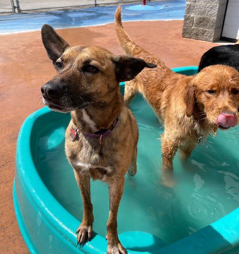 Creature Comforts Pet Resort - Thumbnail