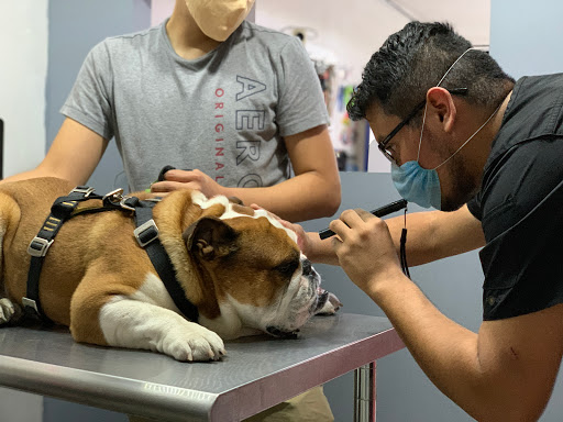 Meds for Pets