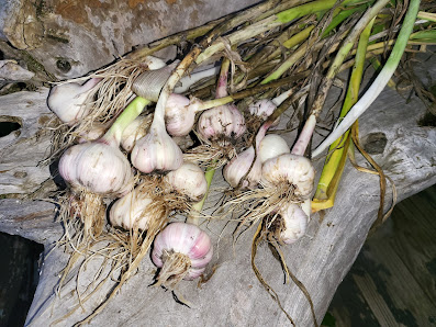 Alchemy Farms And Plants, LLC Station A 220 Old 431 Hwy, Owens Cross Roads, AL 35763, United States