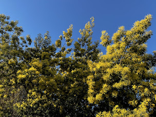 Photo n°4 de Virginie Schwaab immobilier Capifrance Sud Landes à Habas (Agence de location immobilière)