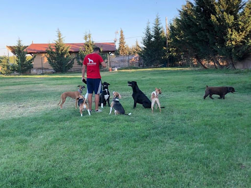 Hotel para perros Thorcanes