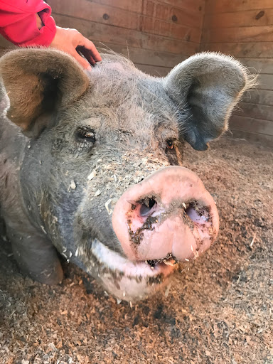 Asha’s Farm Sanctuary - Thumbnail