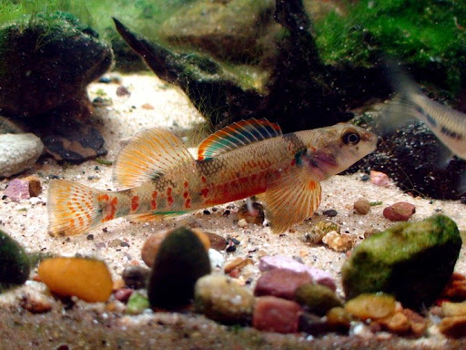 Jonahs Aquarium - Visual