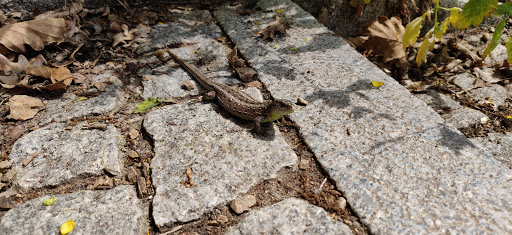 Treppe zum Rabenstein - Thumbnail