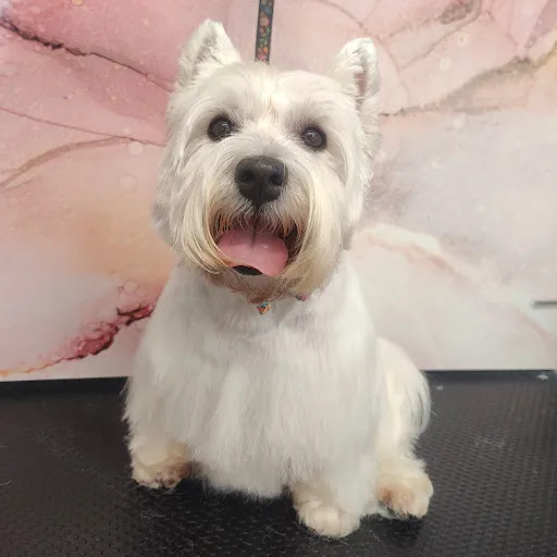 The Paw Spa Dog Grooming