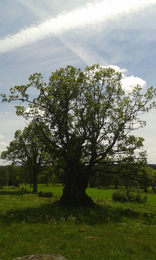 KohultsEken - Visual