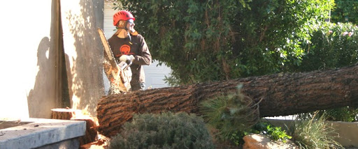Living Tree Service
