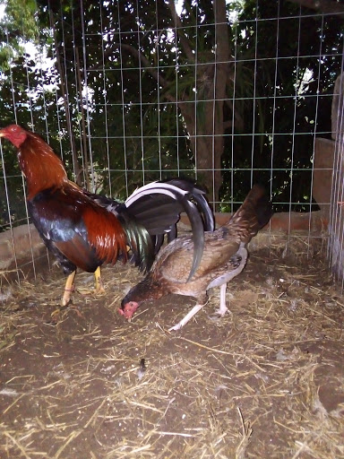El Amajac - Visual