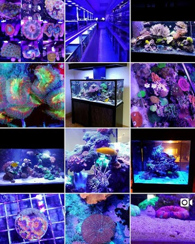 Sho Tank Aquariums ( good water aquatics )