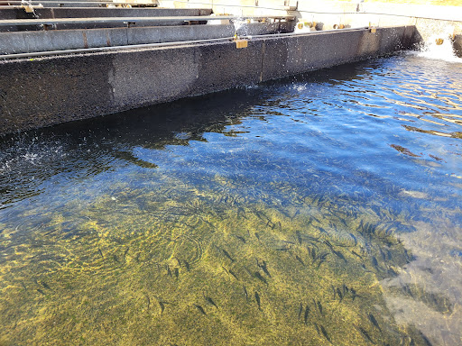 Lake Aberdeen Fish Hatchery - Thumbnail