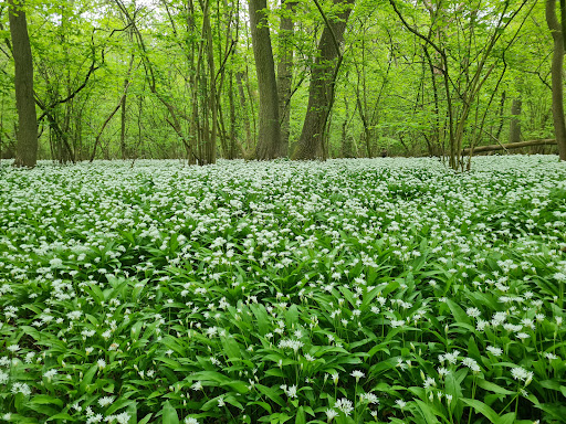 Flitwick Wood - Visual