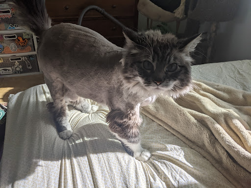 The Barking Lot Dog And Cat Grooming