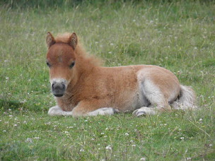 Photo n°12 de La Mini Ferme Normande à Juignettes (Éleveur)