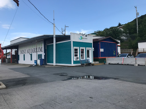 Petty Harbour Mini Aquarium - Thumbnail