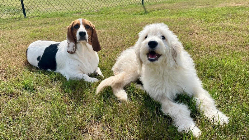 Lara's Doggie Daycare LLC photo