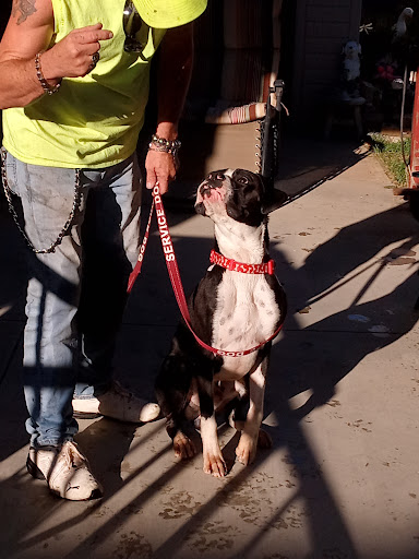 South Ogden Animal Control - Thumbnail