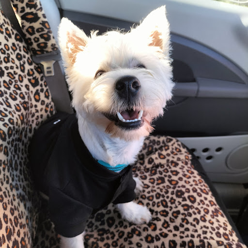 Purrrfection Grooming and Dog Daycare - Thumbnail