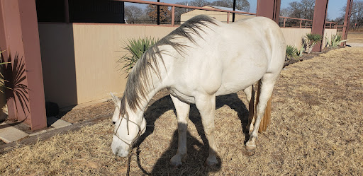 Performance Equine Associates - Visual