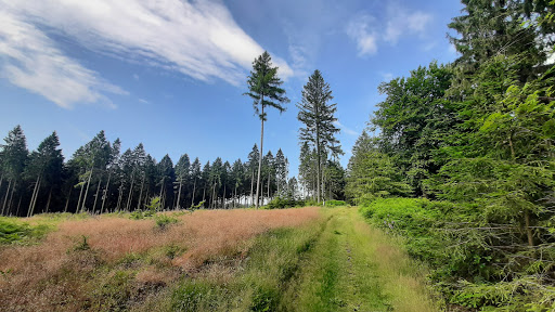 Duinger Wald - Thumbnail