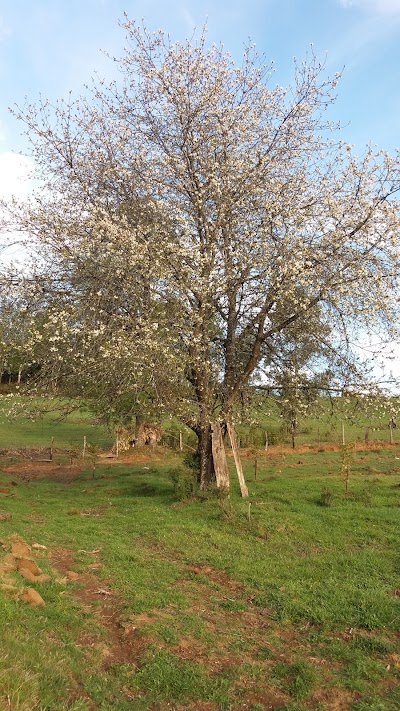 Photos of Buena Vista