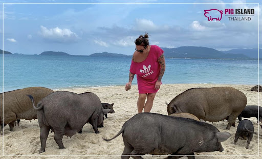Pig Island Thailand - Koh Samui Office