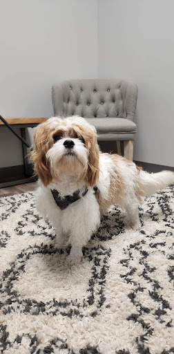 Brighton Animal Hospital Gallery - United States