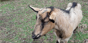 Photo n°12 de L'amiso connexion animale à Plumelec (Programme de bien-être)