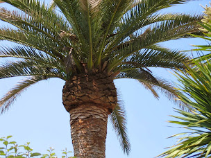 Photo n°7 de Aimé Jardin à Vence (Paysagiste)