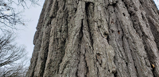 Pioneer Woods Picnic Grove - Thumbnail
