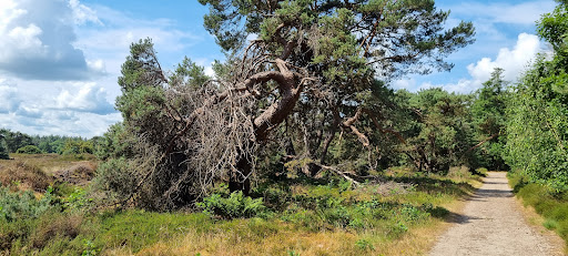 Startplaats wandelen Staatsbosbeheer - Thumbnail