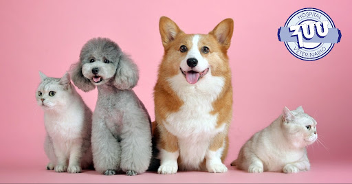 Veterinary Clinic Zuu